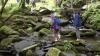 Transfiguration 2011 Woodlands walking stream
